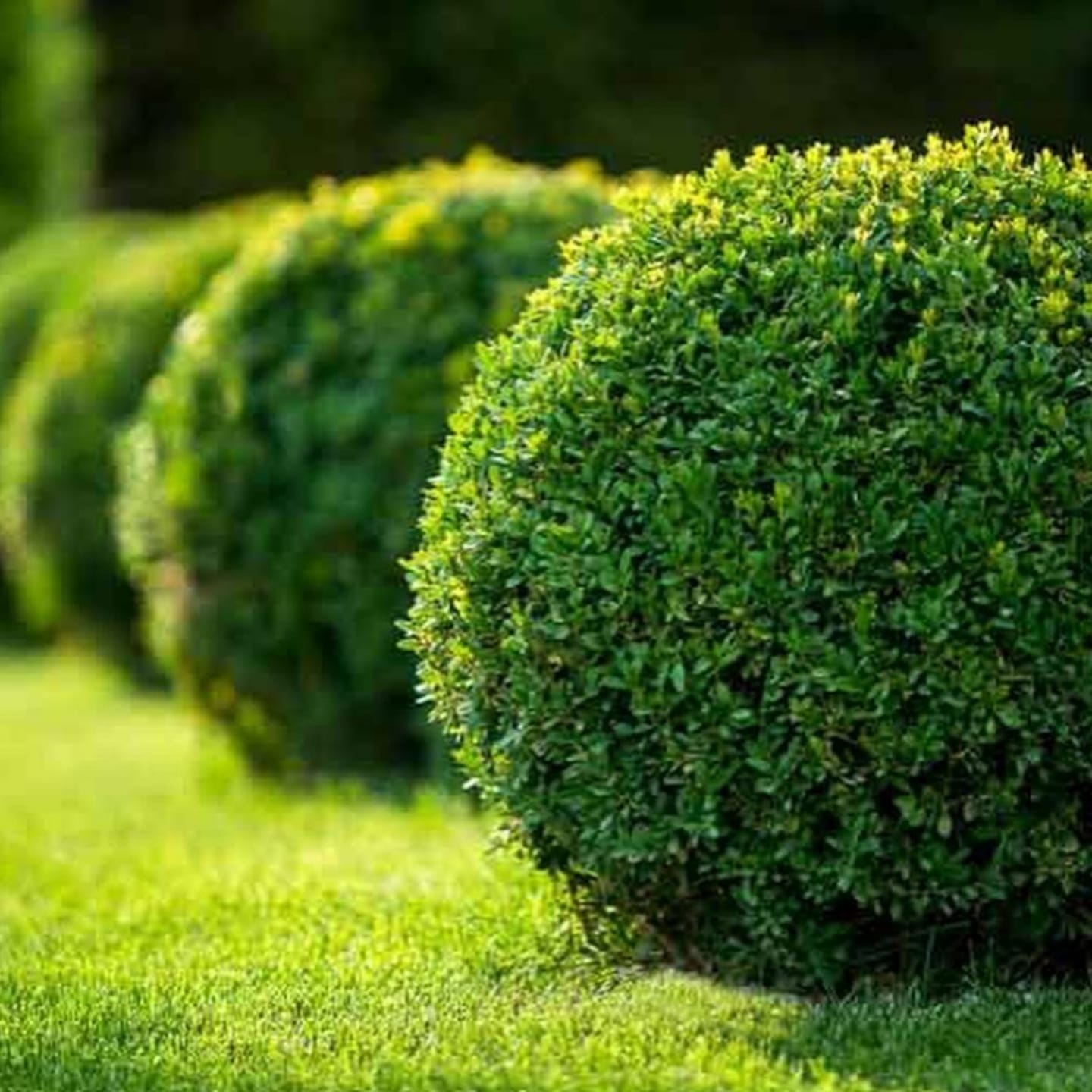 Read more about the article Buxus